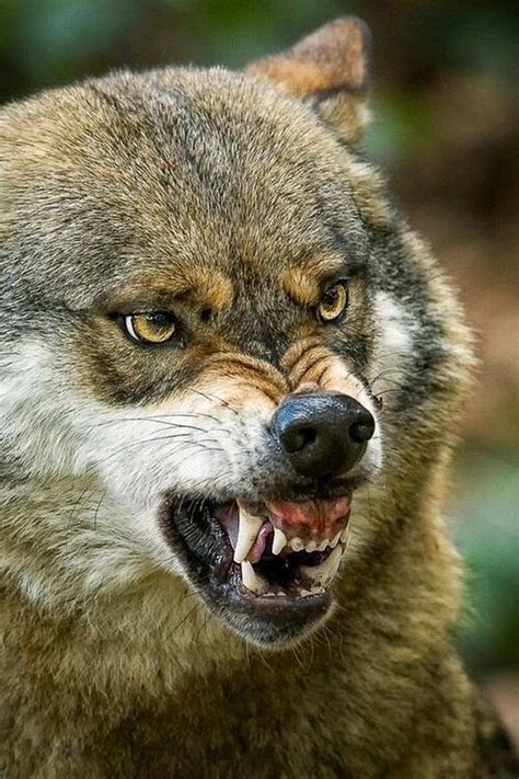 Звериный оскал | Wolf dog, Animals wild, Wild dogs