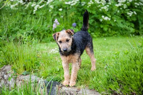 Lakeland Terrier Dogs That Dont Shed Platpets Training Resources