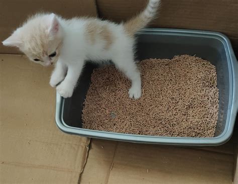 Update: my 5 weeks old kitten finally understand how to use the litter