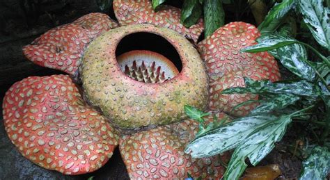 rafflesia arnoldii  biggest flower   world   fascinating