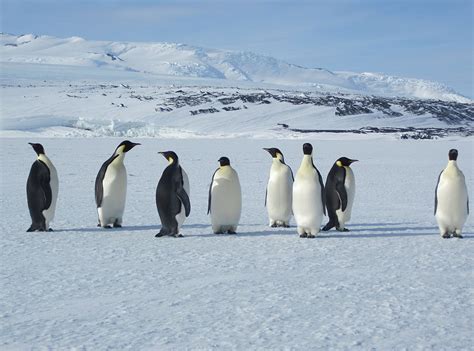 Climate Change and Antarctica | LEARNZ