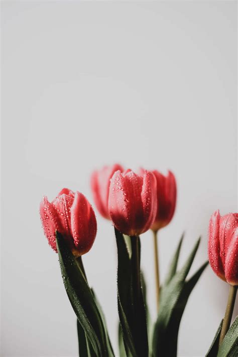 Download Flower Background