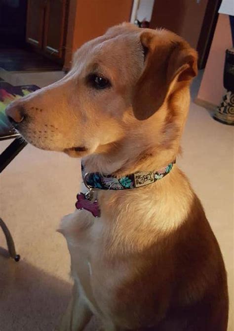 German Shepherd Labrador Retriever Mix Dog Rehomed In Cochrane Alberta
