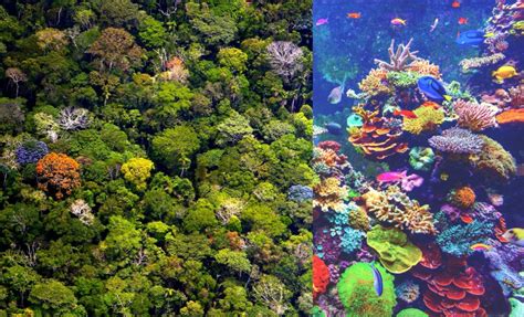 comment la perte de biodiversite destabilise les ecosystemes cnrs