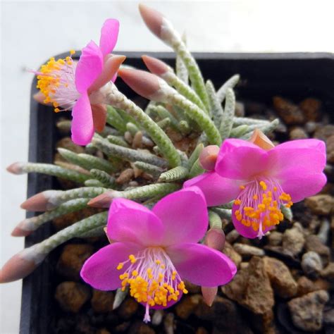 Анакампсерос Виды Фото И Названия – Telegraph