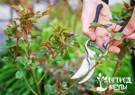 Обрезка роз летом - важный этап в уходе за садовым цветком