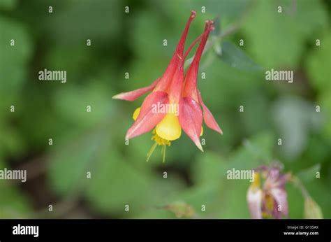 Eastern Red Columbine Aquilegia Canadensis L In Bloom Lady Bird