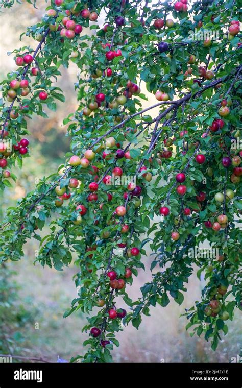 Organic Plum Fruits Grow On The Branches Of A Fruit Tree In The Garden