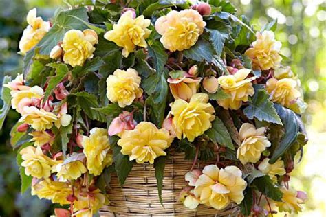 Бегония желтая: ботаническое описание с фото (Беллекония Манго ...