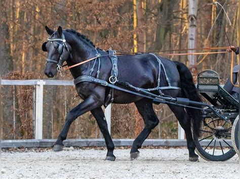 Schweres Warmblut Hengst Rappe in Seelitz