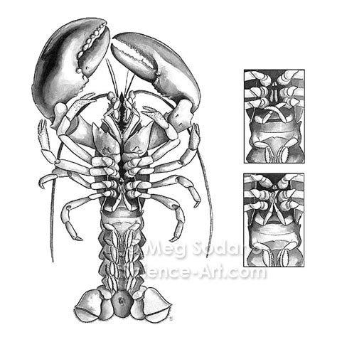 Anatomy of an American Lobster from the collection of Guild of Natural ...