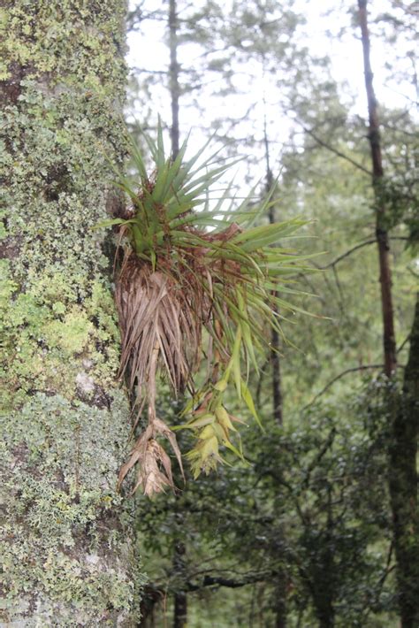 Tillandsia violacea from San Miguel El Grande Oaxaca México on July