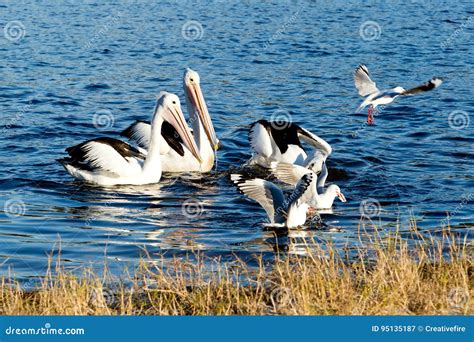 Pelicans And Seagulls Diving For Fish Stock Image Image Of Feather