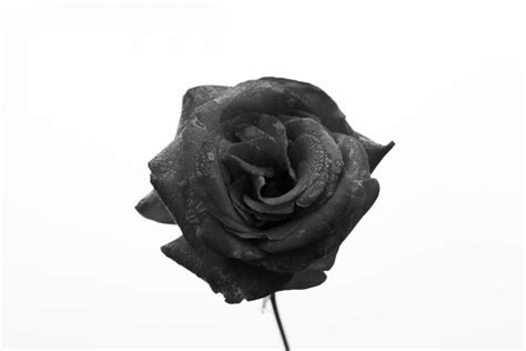 Unveiling the Meaning Behind the Mysterious Black Rose