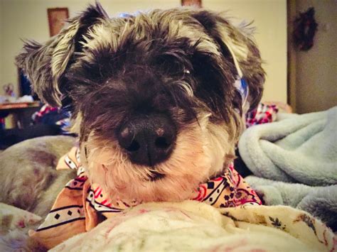 Shady Elms Cottage – Vegan Cooking, Home Renovation and Lifestyle Blog