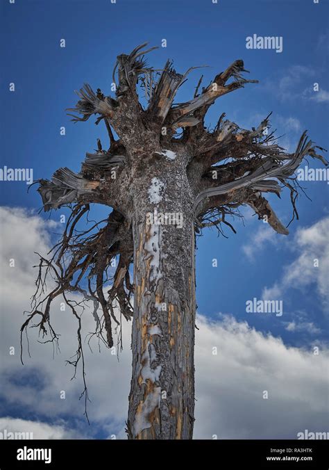 upside  tree  roots   sky stock photo alamy