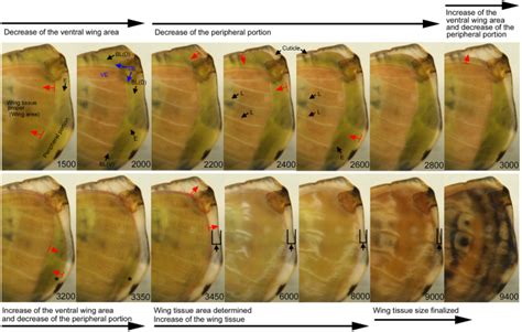 Developmental dynamics of butterfly wings: real-time in vivo whole-wing ...