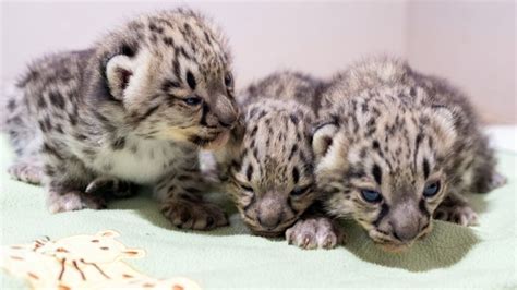 Snow leopard cubs at Woodland Park Zoo open their eyes for the first time