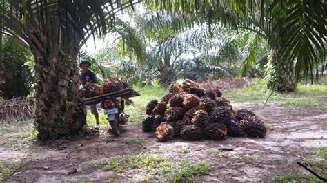 Kebun Dalam Kawasan Hutan Dan Legalitas Masalah Terbesar Pekebun Sawit