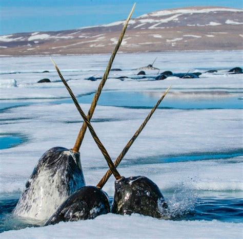 Нарвал: описание, где обитают, чем питается, сколько живут