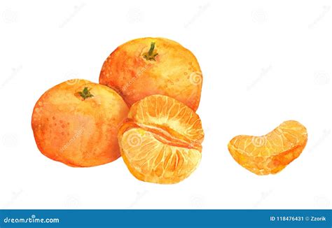 Mandarin Orange Fruit Watercolor Stock Illustration Illustration Of