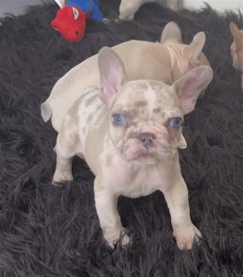 Annie Lilac Fawn Merle French Bulldog The French Bulldog Usa