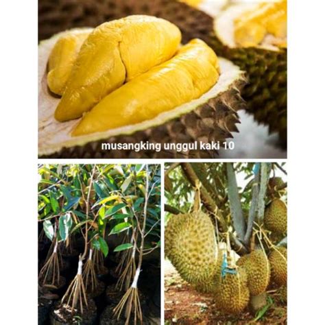 Jual Bibit Pohon Durian Terbaik Musangking Kaki Siap Di Budidaya