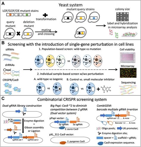 Frontiers Synthetic Lethal Gene Pairs Experimental Approaches And