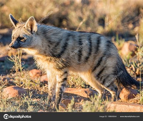 Asiatic Jackal His Habitat Savanna Southern African Stock Photo by ...