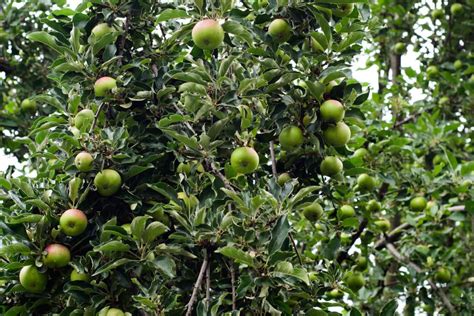 6 Fruit Trees That Thrive in Zone 7 - A-Z Animals