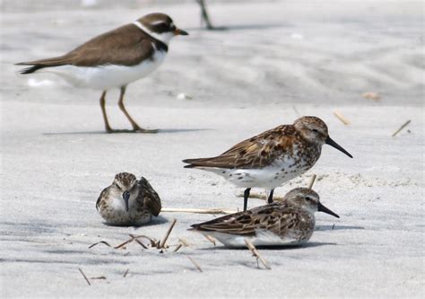 Western Sandpipers