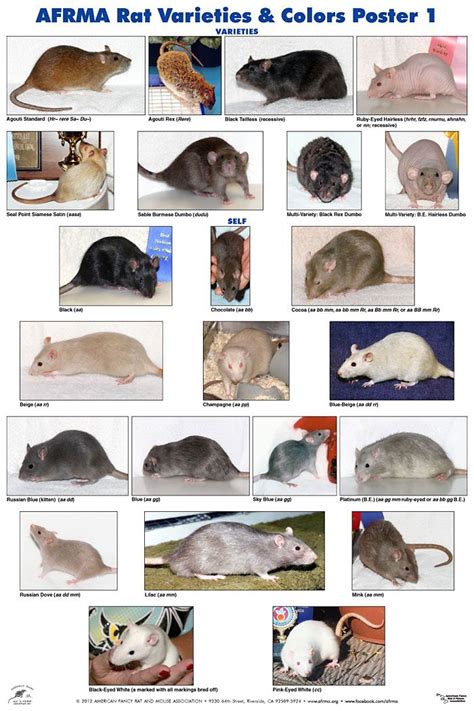 AFRMA Rat Varieties & Colors Posters | Pet mice, Pet rodents, Pet rat cages