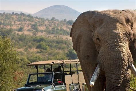 Tala Game Reserve Phezulu Safari And Natal Lion Park Full Day Tour From