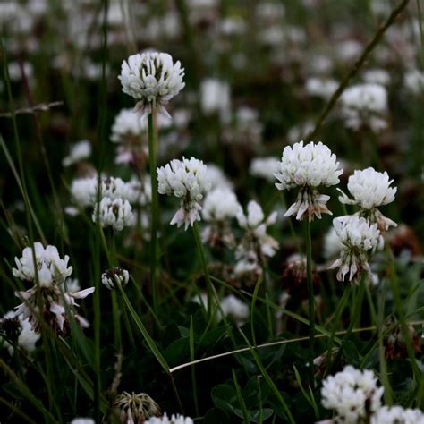 White Clover Seed – John Boy Farms