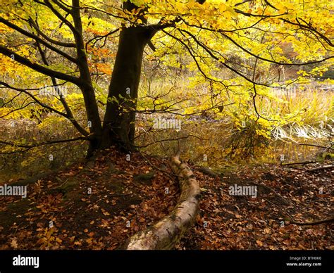 Autumn Colour In Burnham Beeches Forest Buckinghamshire Uk Stock