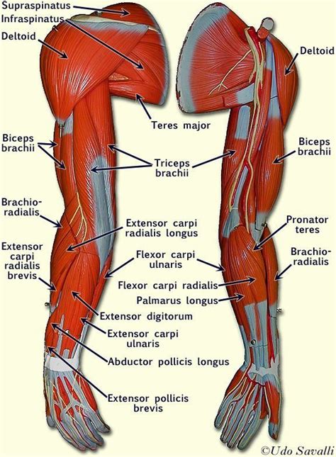 Arm Muscle Anatomy Diagram | Human muscle anatomy, Muscle anatomy, Body ...