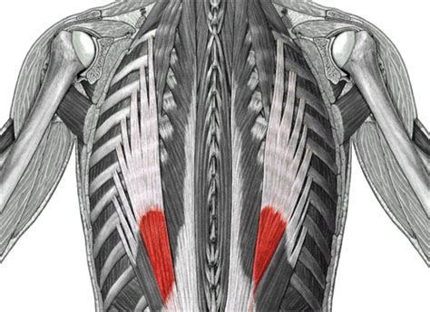 Kin 270 Unit 3 Posterior Spinal Column Muscles Flashcards Quizlet