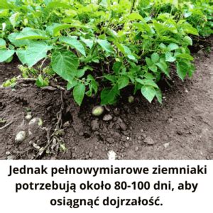 Kiedy Sadzić Ziemniaki Doskonały Ogrodnik