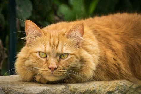 Sarı Kedi Isimlerisarman Kedi Isimleri