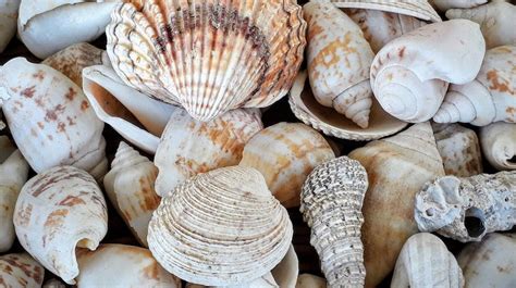 Sustainable Permeable Concrete Made From Seashells