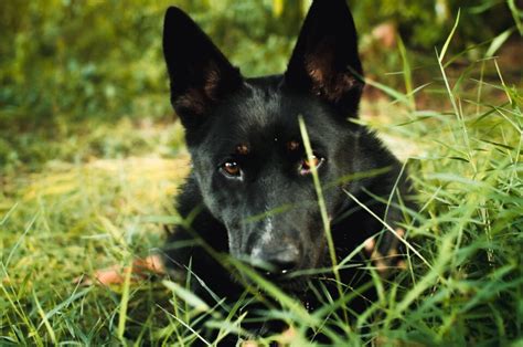 Belgian Malinois German Shepherd Mix: The German Malinois