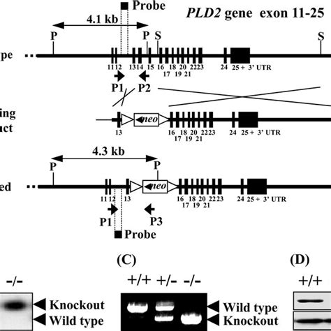 Generation Of Pld Null Mice A Schematic Representation Of Pld