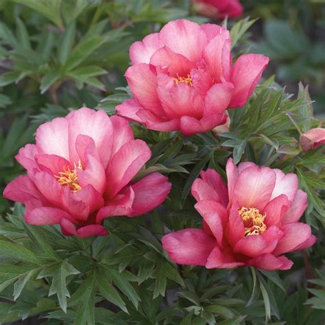 Купить ИТО-гибриды пионов по выгодным ценам, доставка по РФ.