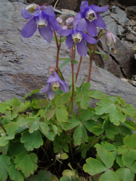 Prairiebreak: Aquilegia alphabetarium