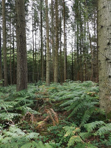 Best Trails in South Downs National Park - West Sussex, England | AllTrails