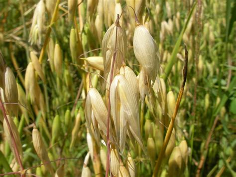 Brown Envelope Seeds Naked Oats