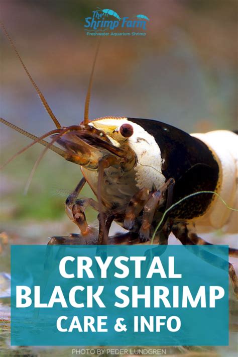 Crystal Black Shrimp Caridina Cf Cantonensis Care And Info The