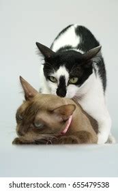 Cat Having Sex Cat Make Love Stock Photo Shutterstock