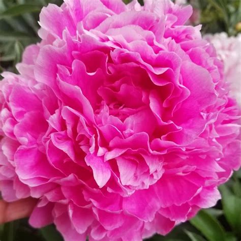 Jacorma Peony For Sale Online The Tree Center