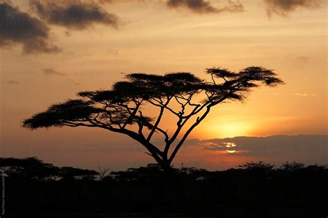 "Serengeti Sunset" by Stocksy Contributor "Paul Tessier" - Stocksy